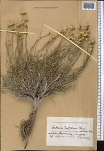 Archanthemis trotzkiana (Claus ex Bunge) Lo Presti & Oberpr., Middle Asia, Caspian Ustyurt & Northern Aralia (M8) (Kazakhstan)