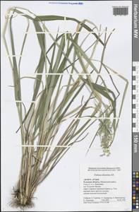 Festuca altissima All., Eastern Europe, Central region (E4) (Russia)