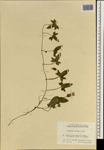 Calystegia hederacea Wall. ex Roxb., South Asia, South Asia (Asia outside ex-Soviet states and Mongolia) (ASIA) (China)