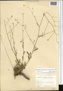 Lepidium ferganense Korsh., Middle Asia, Pamir & Pamiro-Alai (M2) (Tajikistan)