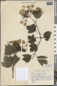 Viburnum sargentii Koehne, South Asia, South Asia (Asia outside ex-Soviet states and Mongolia) (ASIA) (China)