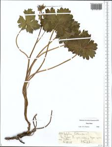 Delphinium poltaratzkii Rupr., Middle Asia, Northern & Central Tian Shan (M4) (Kyrgyzstan)
