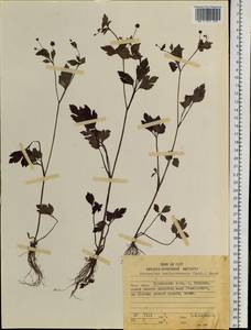 Ranunculus silerifolius H. Lév., Siberia, Russian Far East (S6) (Russia)