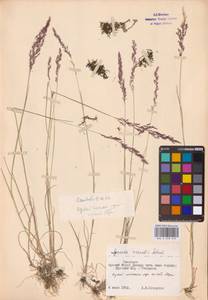 Agrostis vinealis Schreb., Eastern Europe, Western region (E3) (Russia)