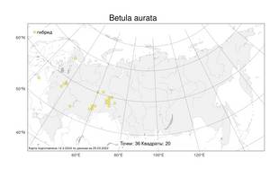 Betula aurata Borkh., Atlas of the Russian Flora (FLORUS) (Russia)