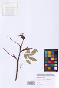 Rosa acicularis Lindl., Eastern Europe, Northern region (E1) (Russia)