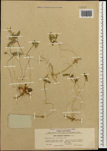 Cardamine bipinnata (C. A. Mey.) O. E. Schulz, Caucasus, Stavropol Krai, Karachay-Cherkessia & Kabardino-Balkaria (K1b) (Russia)