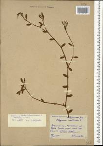 Polygonum mesembricum Chrtek, Caucasus, Abkhazia (K4a) (Abkhazia)