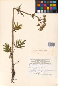 Valeriana dubia Bunge, Eastern Europe, Lower Volga region (E9) (Russia)