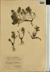 Ajuga chamaepitys subsp. chia (Schreb.) Arcang., Eastern Europe, North Ukrainian region (E11) (Ukraine)