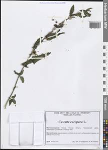 Cuscuta europaea L., Siberia, Western Siberia (S1) (Russia)