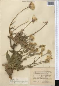 Pseudopodospermum inconspicuum (Lipsch.) Zaika, Sukhor. & N. Kilian, Middle Asia, Western Tian Shan & Karatau (M3) (Uzbekistan)