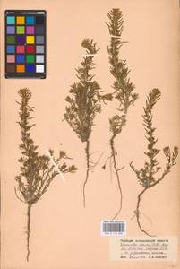 Sedobassia sedoides (Pall.) Freitag & G. Kadereit, Eastern Europe, Lower Volga region (E9) (Russia)