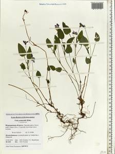 Viola ruppii All., Eastern Europe, Northern region (E1) (Russia)