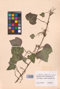 Hedera helix L., Eastern Europe, Moldova (E13a) (Moldova)