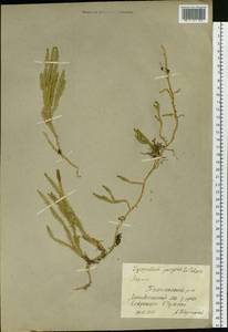 Spinulum annotinum subsp. dubium (Zoëga) J.H.Xue, Chepinoga & K.P.Ma, Siberia, Yakutia (S5) (Russia)
