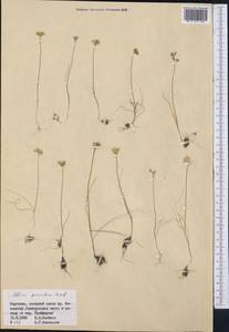 Allium parvulum Vved., Middle Asia, Northern & Central Tian Shan (M4) (Kyrgyzstan)