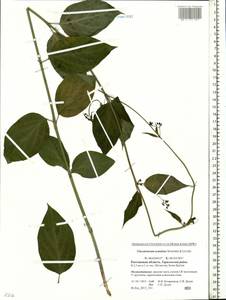 Vincetoxicum scandens Sommier & Levier, Eastern Europe, Rostov Oblast (E12a) (Russia)