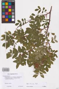 Rosa davurica Pall., Eastern Europe, Central region (E4) (Russia)