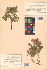 Hedysarum austrokurilense (N.S.Pavlova) N.S.Pavlova, Siberia, Russian Far East (S6) (Russia)