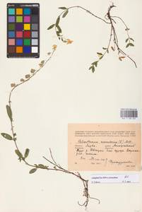 Helianthemum nummularium (L.) Mill., Eastern Europe, Lithuania (E2a) (Lithuania)