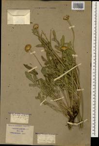 Cephalaria uralensis (Murray) Roem. & Schult., Caucasus, Krasnodar Krai & Adygea (K1a) (Russia)