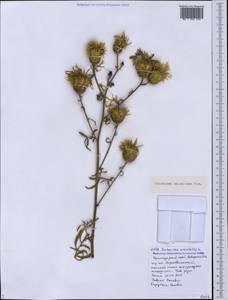 Centaurea salonitana Vis., Caucasus, Black Sea Shore (from Novorossiysk to Adler) (K3) (Russia)
