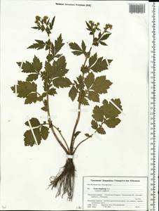 Geum aleppicum Jacq., Eastern Europe, Belarus (E3a) (Belarus)