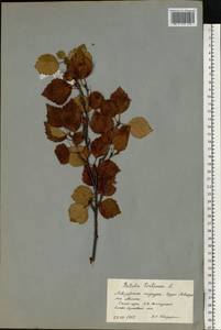 Betula pubescens var. pumila (Zanoni ex Murray) Govaerts, Eastern Europe, Northern region (E1) (Russia)