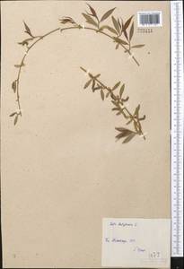 Salix babylonica L., Middle Asia, Syr-Darian deserts & Kyzylkum (M7) (Uzbekistan)