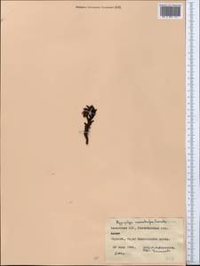 Hypopitys monotropa, Middle Asia, Northern & Central Kazakhstan (M10) (Kazakhstan)