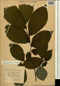 Ulmus glabra Huds., Caucasus, Stavropol Krai, Karachay-Cherkessia & Kabardino-Balkaria (K1b) (Russia)