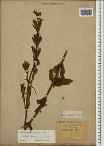 Silene viscosa (L.) Pers., Caucasus, Krasnodar Krai & Adygea (K1a) (Russia)