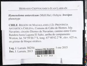 Hymenoloma antarcticum (Müll. Hal.) Ochyra, Bryophytes, Bryophytes - America (BAm) (Chile)