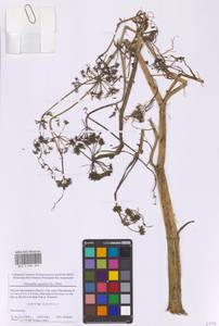 Oenanthe aquatica (L.) Poir., Eastern Europe, Moscow region (E4a) (Russia)