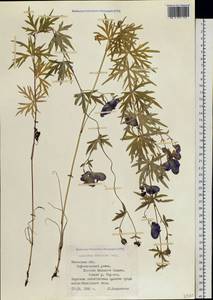 Aconitum volubile Pall., Siberia, Western Siberia (S1) (Russia)