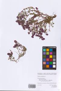 Thymus pulegioides L., Eastern Europe, Western region (E3) (Russia)