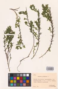 Genista germanica L., Eastern Europe, Belarus (E3a) (Belarus)