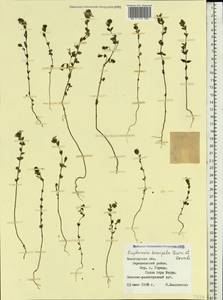 Euphrasia ×vernalis List, Eastern Europe, Northern region (E1) (Russia)