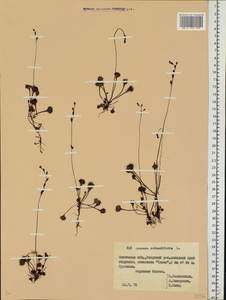 Drosera rotundifolia L., Eastern Europe, Belarus (E3a) (Belarus)
