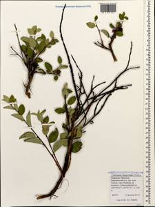 Cotoneaster integerrimus Medik., Caucasus, Stavropol Krai, Karachay-Cherkessia & Kabardino-Balkaria (K1b) (Russia)
