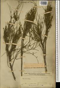 Ephedra procera C.A.Mey., Caucasus, Azerbaijan (K6) (Azerbaijan)