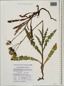 Sonchus arvensis subsp. humilis (N. I. Orlova) Tzvelev, Eastern Europe, Northern region (E1) (Russia)