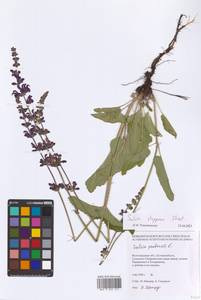 Salvia dumetorum Andrz. ex Besser, Eastern Europe, Lower Volga region (E9) (Russia)