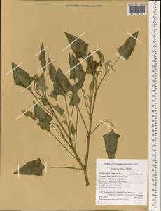 Rumex cyprius Murb., South Asia, South Asia (Asia outside ex-Soviet states and Mongolia) (ASIA) (Cyprus)