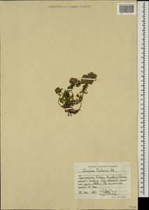 Ziziphora puschkinii Adam, Caucasus, Stavropol Krai, Karachay-Cherkessia & Kabardino-Balkaria (K1b) (Russia)
