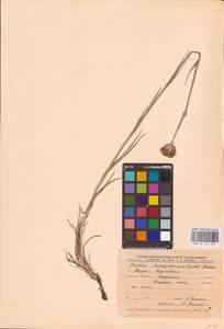 Dianthus capitatus subsp. andrzejowskianus Zapał., Eastern Europe, Central forest-and-steppe region (E6) (Russia)