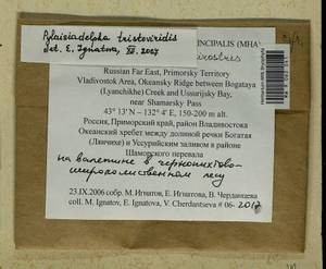 Pylaisiadelpha tristoviridis (Broth.) Afonina, H. Tsubota & Ignatova, Bryophytes, Bryophytes - Russian Far East (excl. Chukotka & Kamchatka) (B20) (Russia)