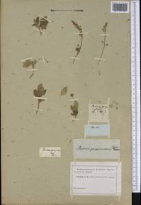 Rivina humilis L., America (AMER) (Not classified)