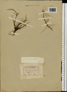Carex rariflora (Wahlenb.) Sm., Eastern Europe, Northern region (E1) (Russia)